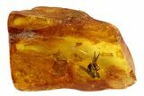 Exceptionally Detailed Fly (Diptera) In Baltic Amber #84667-1